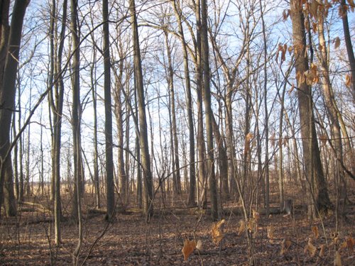 Property photo 15 - 44 Acres Offered in 3 Tracts